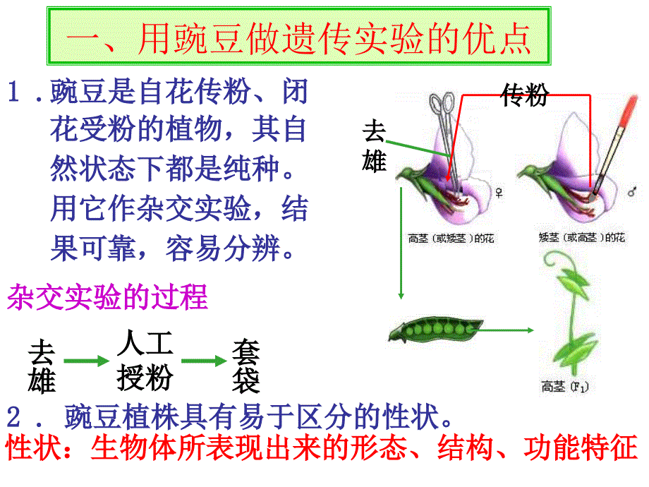 孟德尔的豌豆杂交试验1_第3页