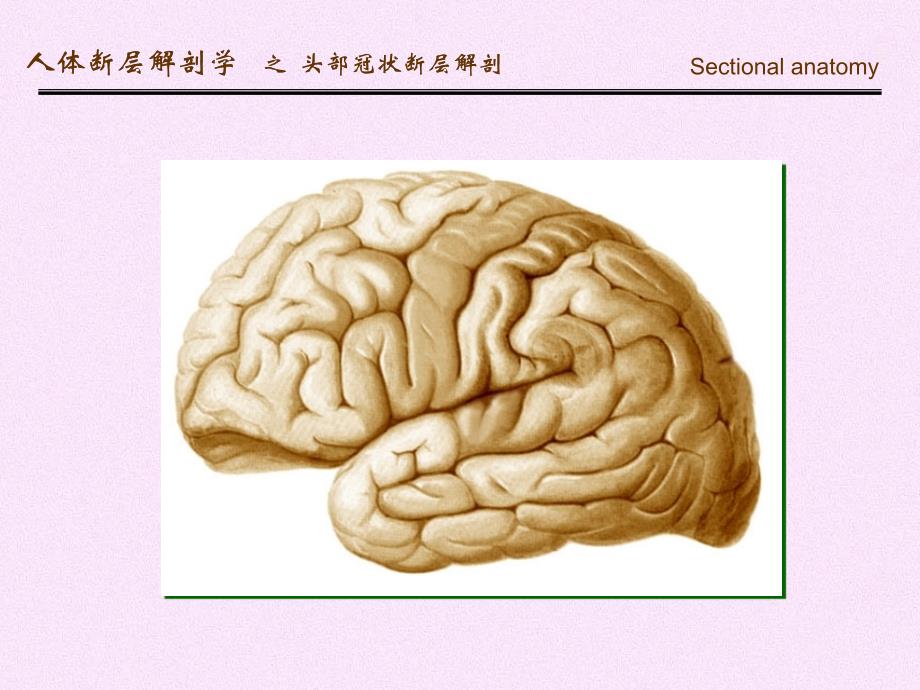 人体断面解剖学-头部冠状断层解剖_第2页