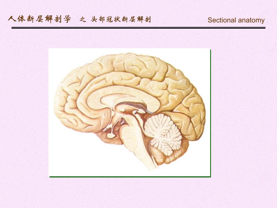 人体断面解剖学-头部冠状断层解剖_第4页