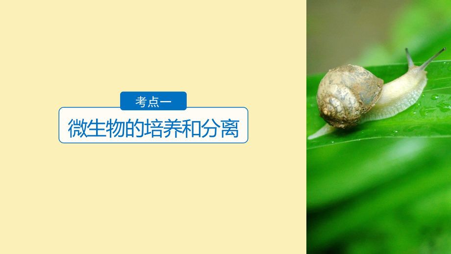 浙江鸭2019版高考生物一轮总复习第九单元生物技术实践第30讲微生物的利用课件_第4页