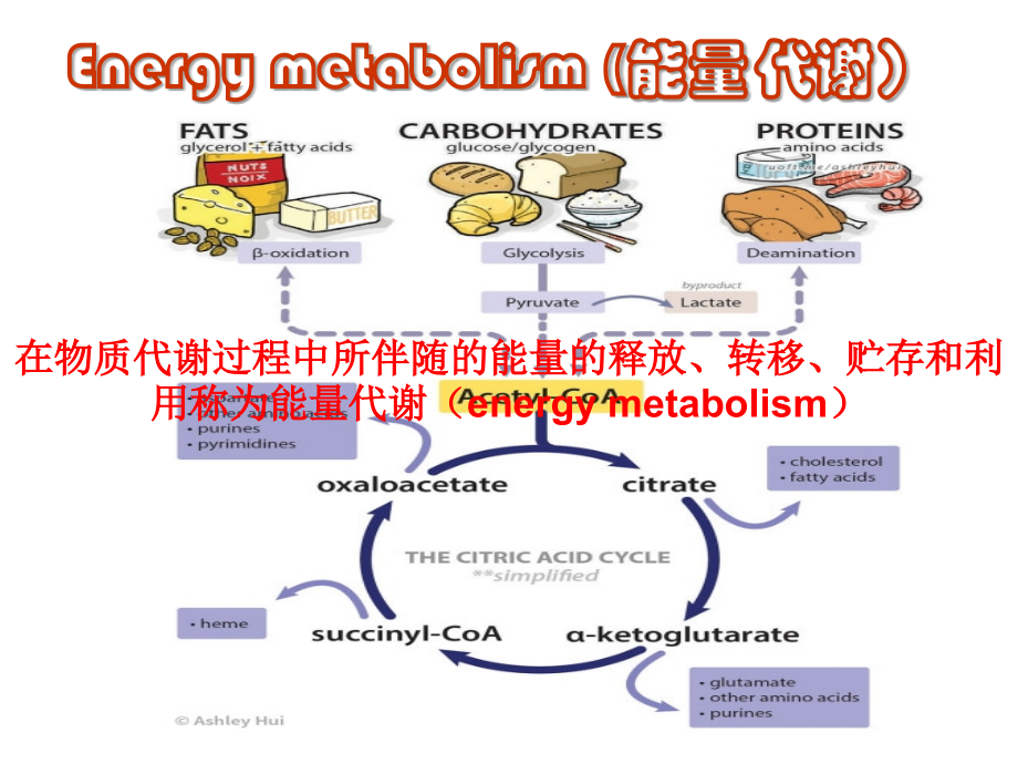 能量代谢2016-2017学年第二学期_第3页