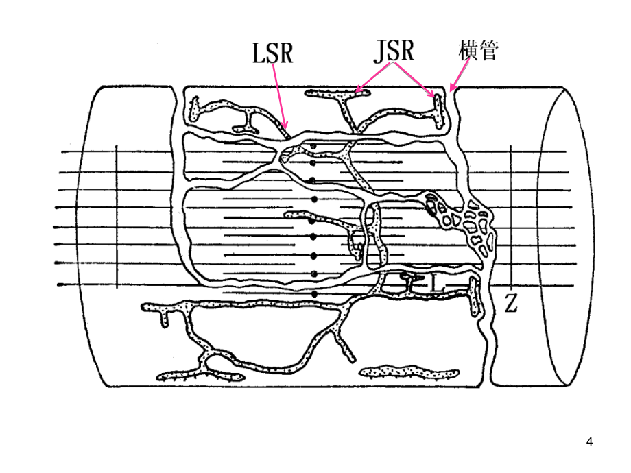 研究生循环生理2：心肌细胞钙信号和e_第4页