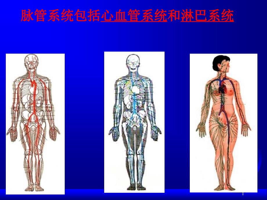 脉管系统总论和心脏_第1页