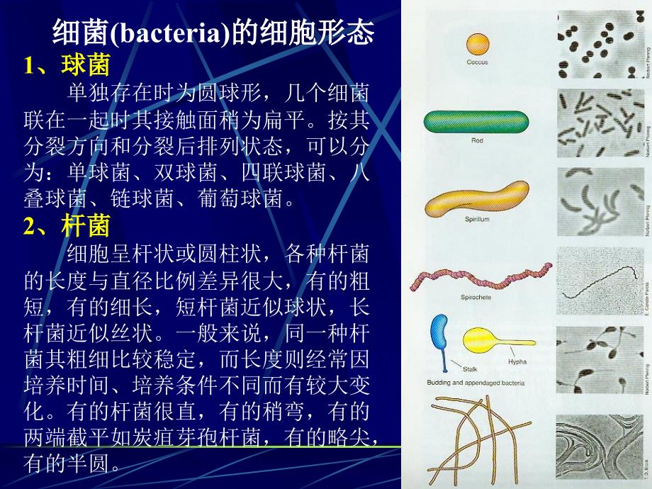 细菌的革兰氏染色观察_第3页