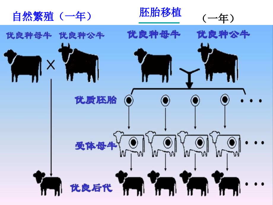 高中生物选修三体内受精与早期胚胎发育_第2页