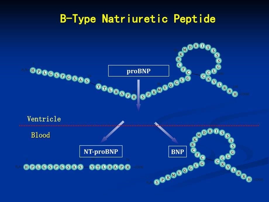 课nt-probnp的临床意义及应用_第5页