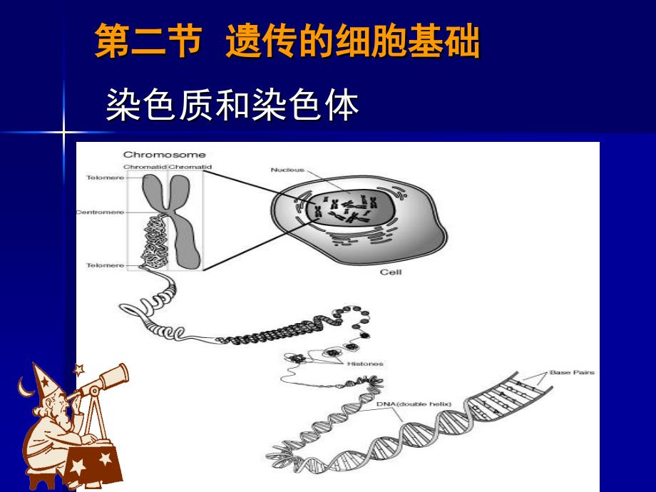 遗传的细胞基础1_第2页