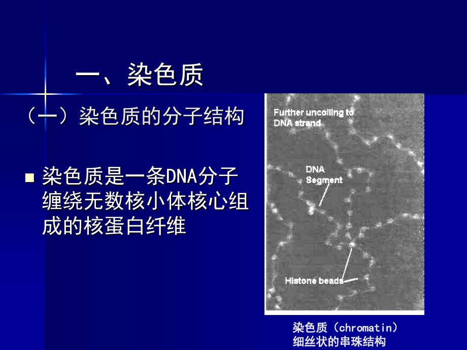 遗传的细胞基础1_第4页