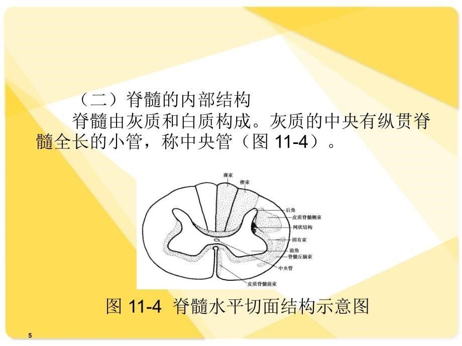 解剖学基础课件第11章神经系统_第5页