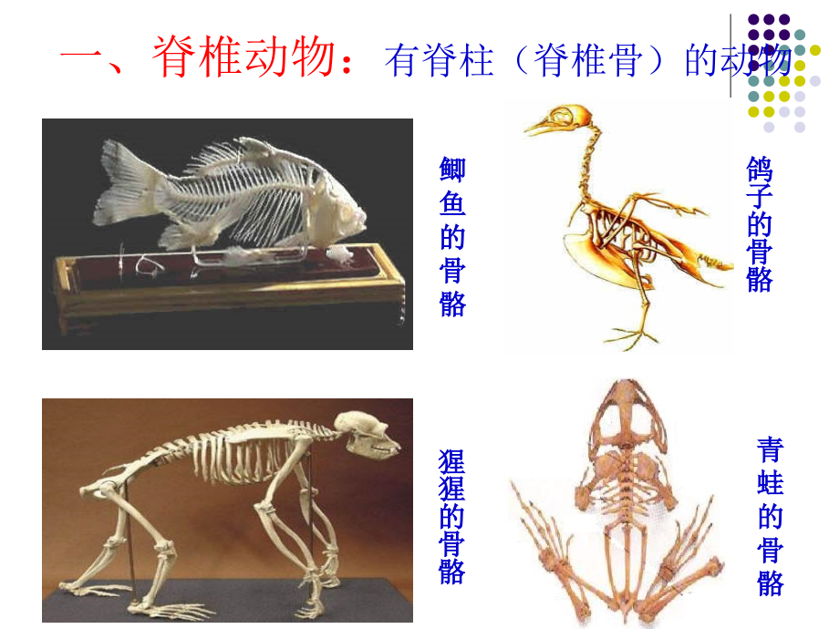 脊椎动物的主要类群1_第2页