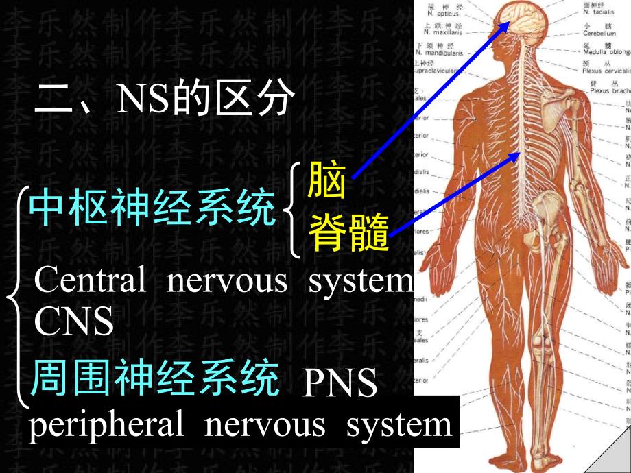 神经概述解剖彩色图谱_第3页