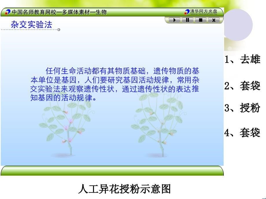 高一生物：31《基因的分离定律》课件2苏教版必修_第5页