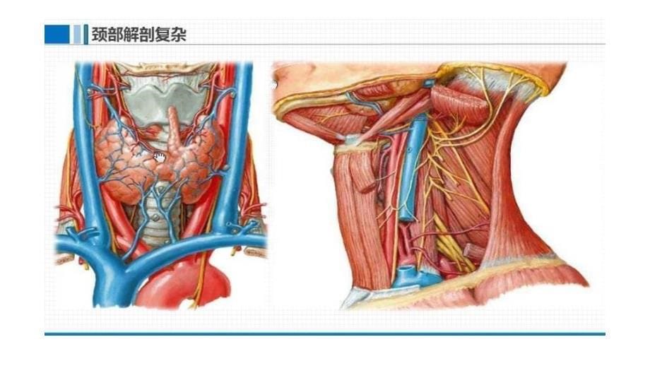 颈筋膜的临床应用解剖_第5页