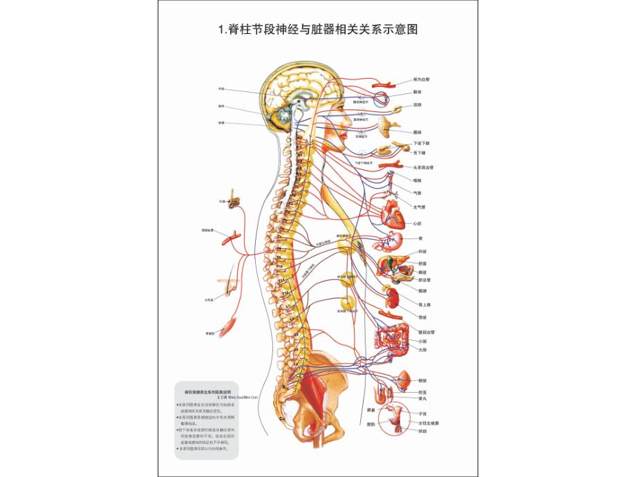 脊柱相关疾病图解-整脊疗法(高清_第2页