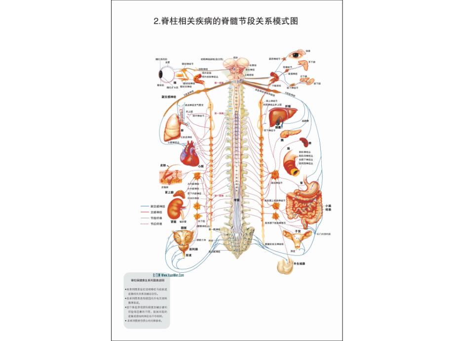 脊柱相关疾病图解-整脊疗法(高清_第3页