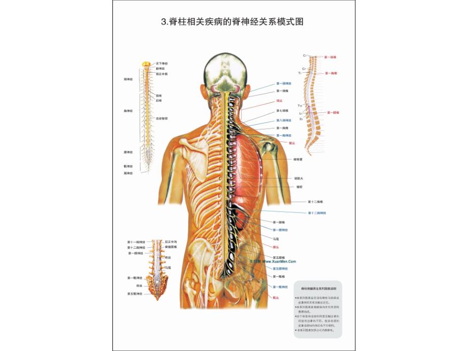 脊柱相关疾病图解-整脊疗法(高清_第4页