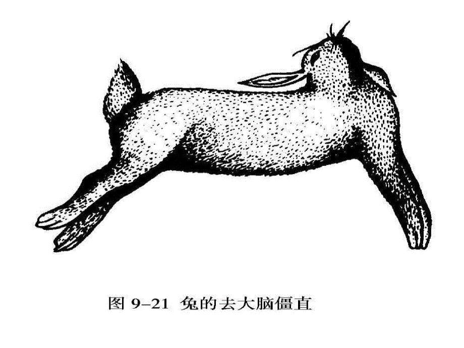 神经系统-高中生物竞赛辅导_第5页