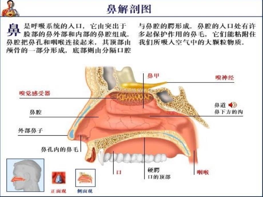 鼻出血病人护理查房_第2页