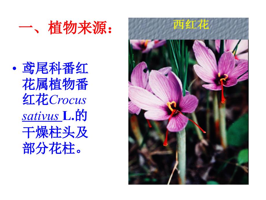 西红花（番红花）stigma  croci_第2页