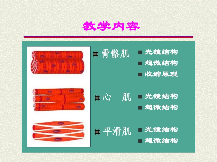 组织与胚胎学：第四章：肌组织_第2页