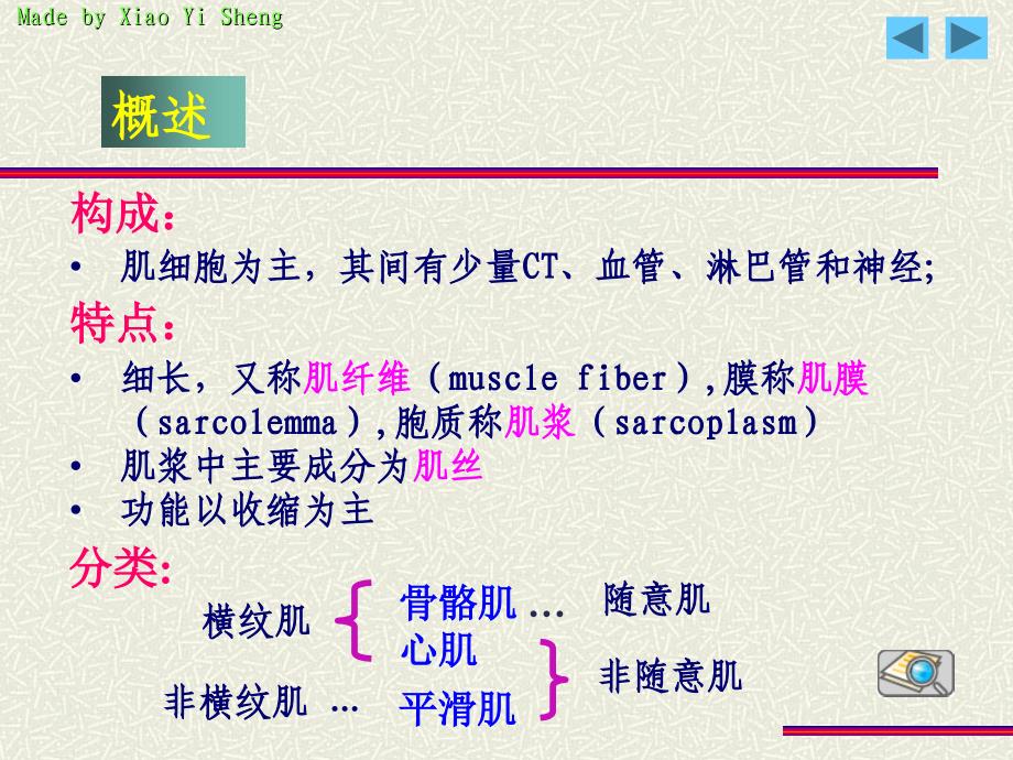 组织与胚胎学：第四章：肌组织_第3页