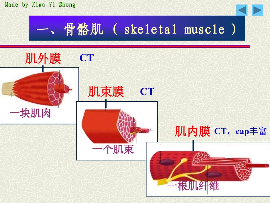 组织与胚胎学：第四章：肌组织_第4页