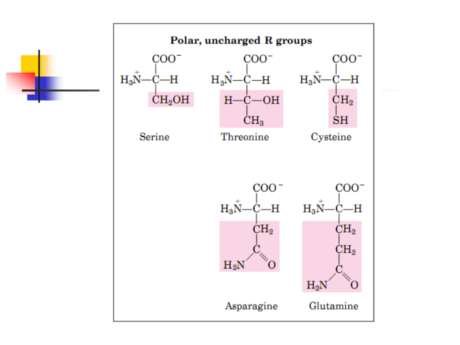 生物化学第二章蛋白质化学_第4页