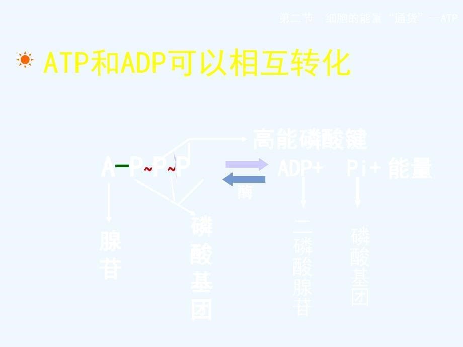 专题5.2 细胞的能量通货--ATP-高中生物必修一同步课件 .ppt_第5页