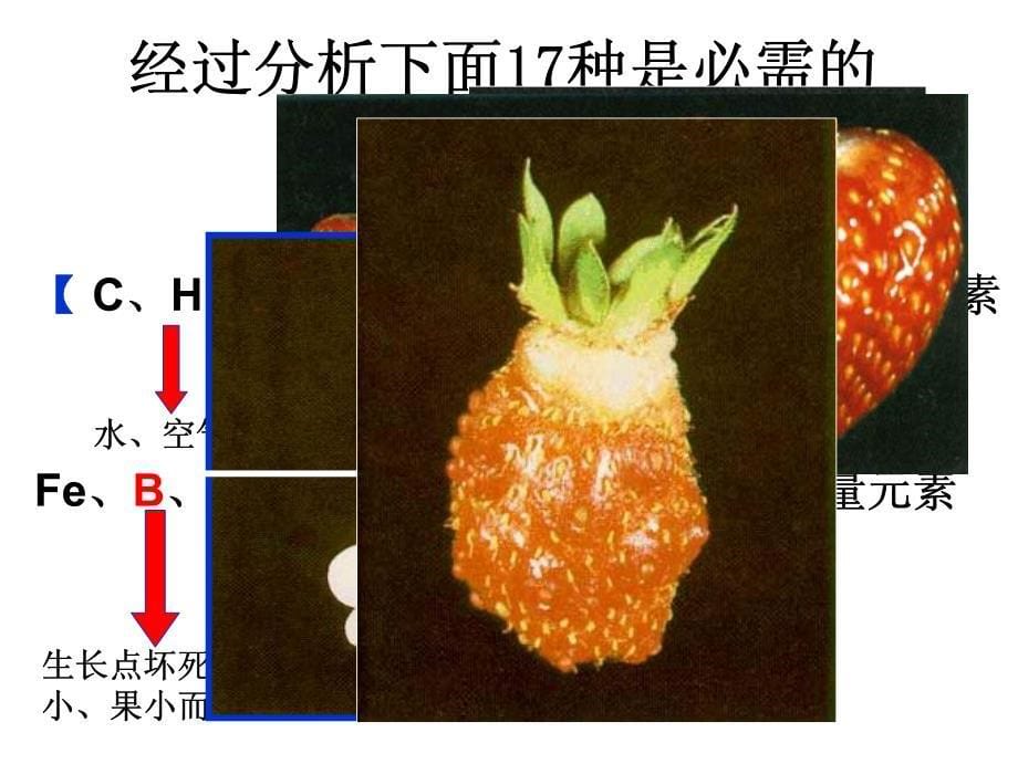 草莓施肥.pdf_第5页