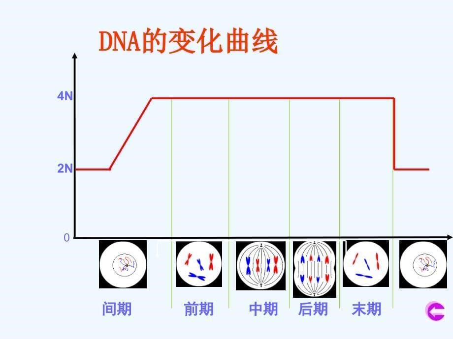 专题6.1.2细胞的增殖-高中生物必修一同步课件 .ppt_第5页