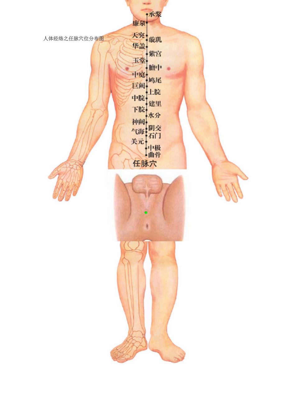 人体十四经络穴位分布图.doc_第1页