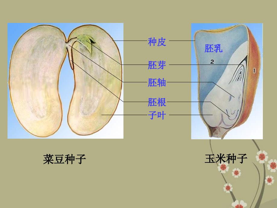 山东省兖州市漕河镇中心中学八年级生物上册《种子的萌发》课件 济南版_第1页