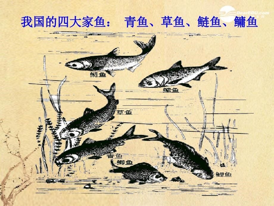 广东省珠海九中八年级生物《脊椎动物的主要类群》课件1 北师大版_第5页