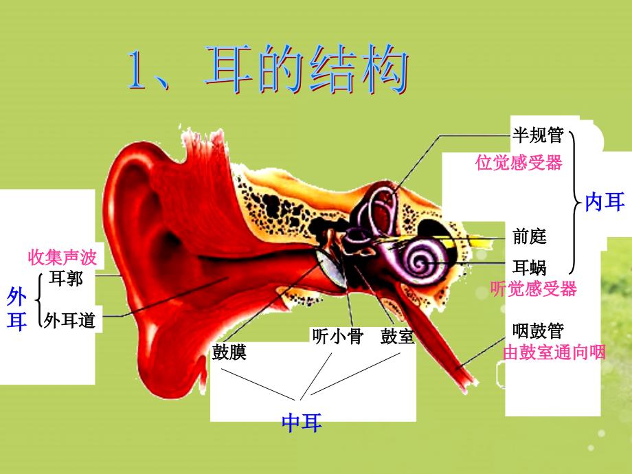 广西壮族自治区贵港市贵城四中八年级物理上册《1.2 我们是怎样听到声音》课件 新人教版_第1页