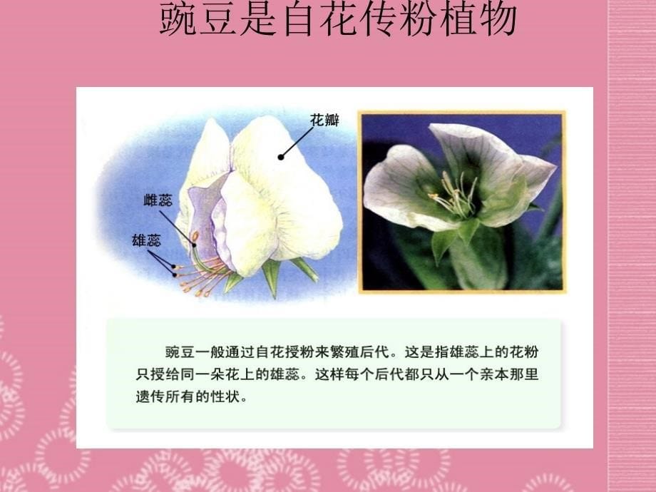 山东省胶南市理务关镇中心中学八年级生物下册《基因的显性和隐性》课件（1） 新人教版_第5页