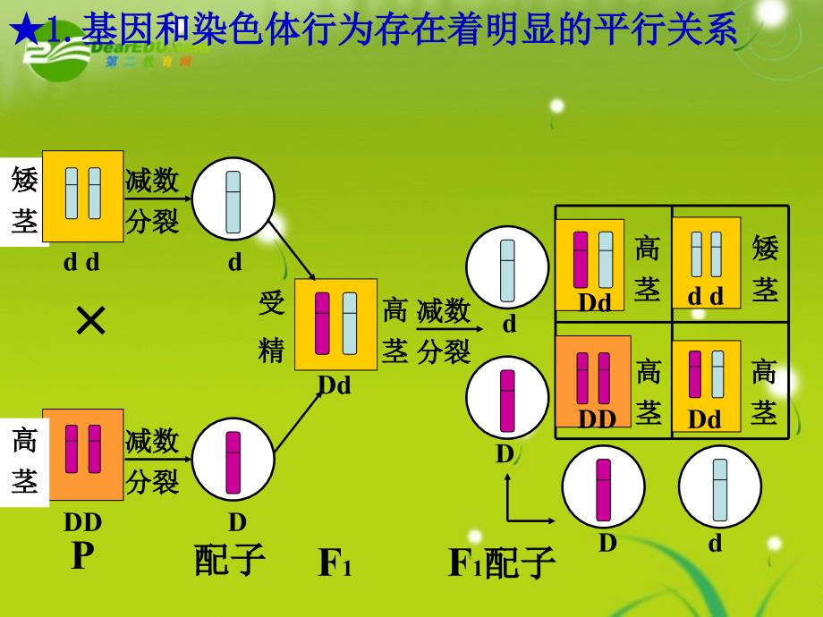 高一生物 基因在染色体上和伴性遗传 新人教版必修2_第4页