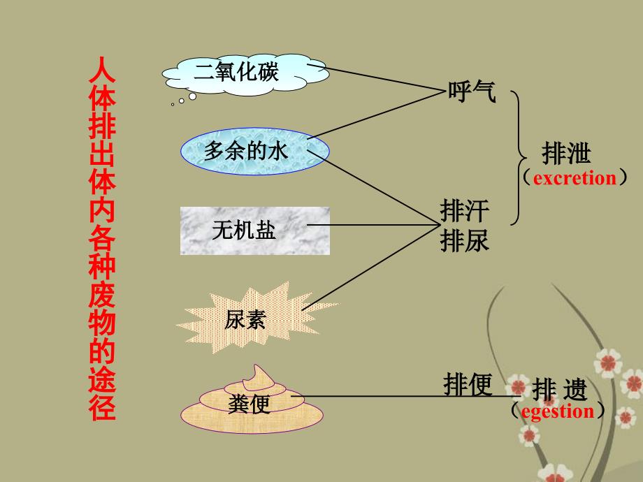 广东省阳东2017-2018学年八年级生物下册《尿的形成和排出》课件 新人教版_第3页