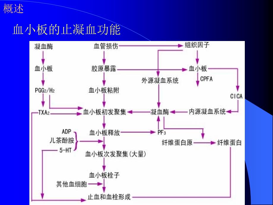 血栓与止血实验的临床应用_第4页