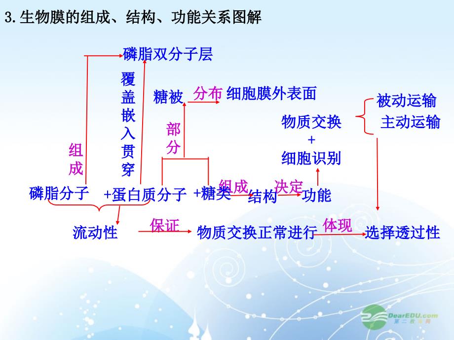 高考生物一轮复习 跨膜运输课件_第3页