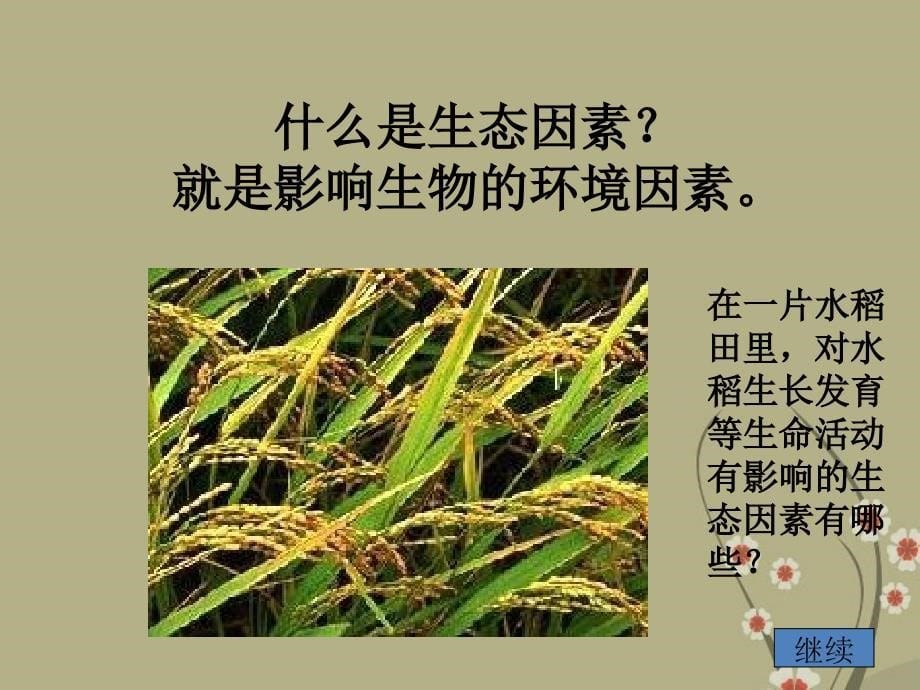 山西省吕梁市石楼县七年级生物上册 环境对生物的影响课件 苏教版_第5页