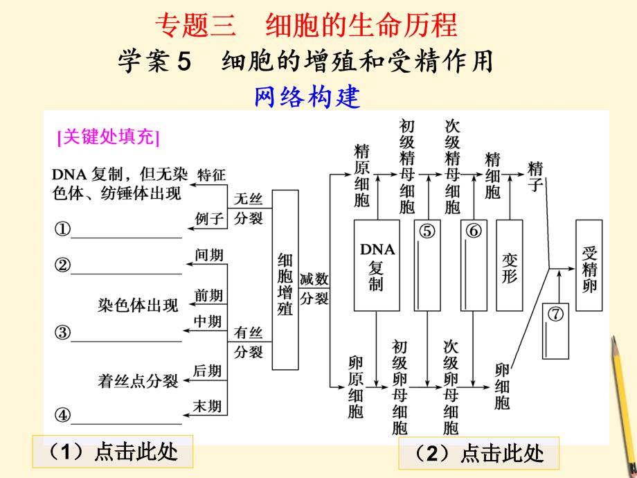 2018届高考生物二轮专题 知识专题3学案5 细胞的增殖和受精作用复习课件_第1页