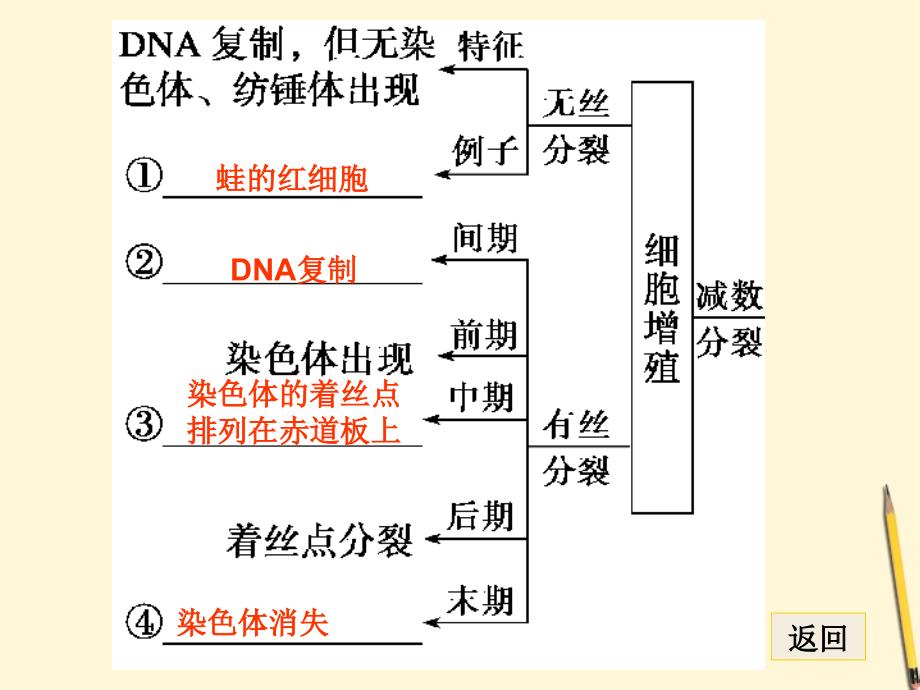 2018届高考生物二轮专题 知识专题3学案5 细胞的增殖和受精作用复习课件_第2页