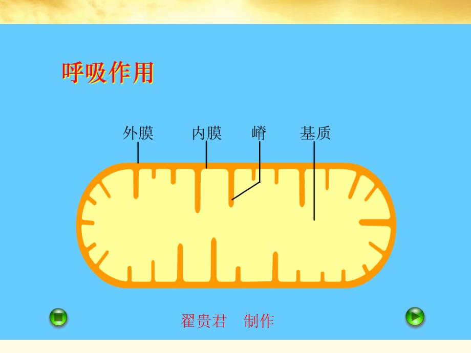 高中生物 4.3《细胞呼吸》课件 沪科版第一册_第4页