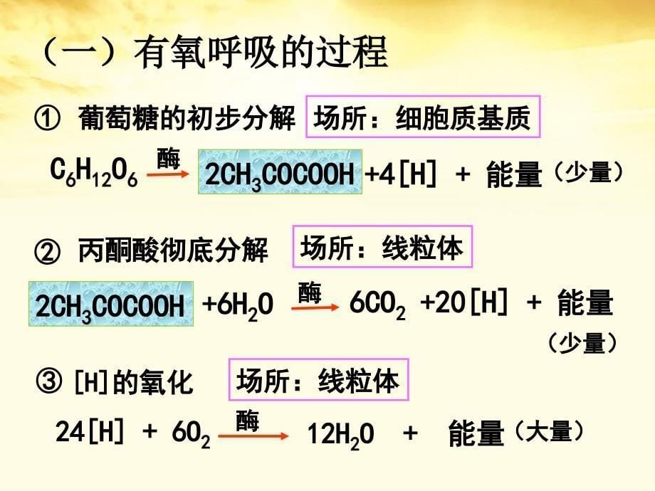 高中生物 4.3《细胞呼吸》课件 沪科版第一册_第5页