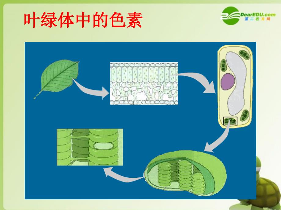 高中生物 5.4能量之源---光与光合作用课件 新人教必修1_第2页