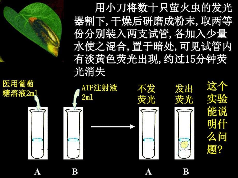 高中生物 第５章第２节《细胞的能量“通货”—atp》课件新人教版必修1_第5页