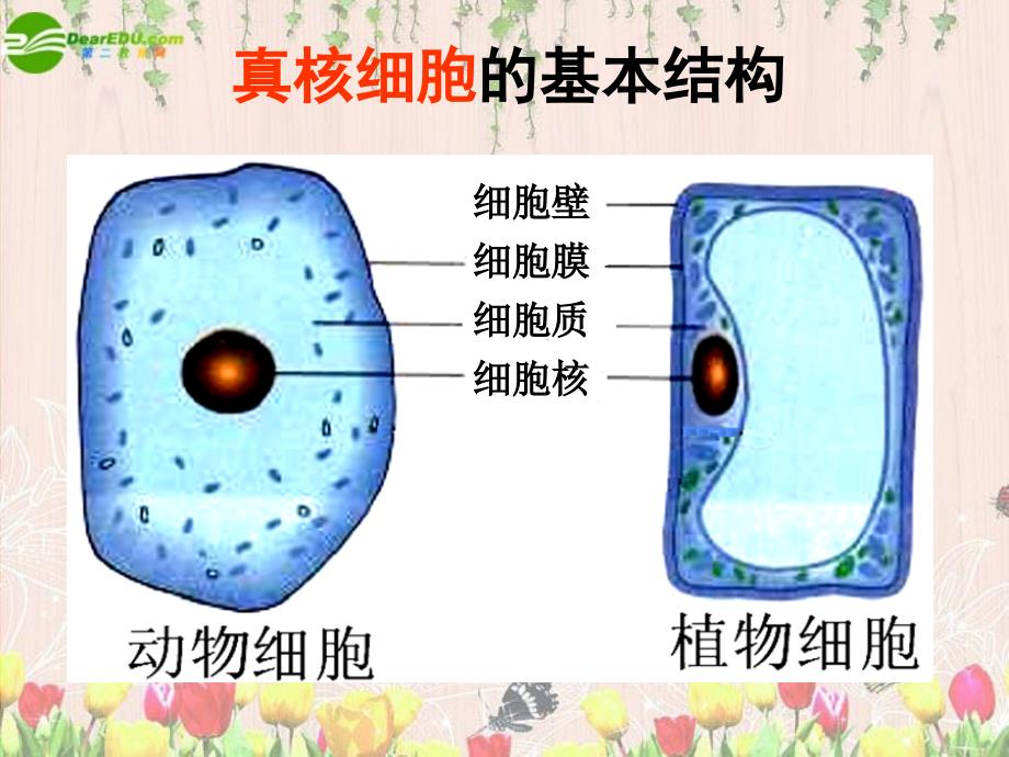 高中生物 细胞器——系统内的分工合作（11）课件 新人教版必修1_第2页