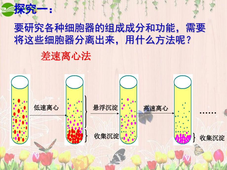 高中生物 细胞器——系统内的分工合作（11）课件 新人教版必修1_第4页