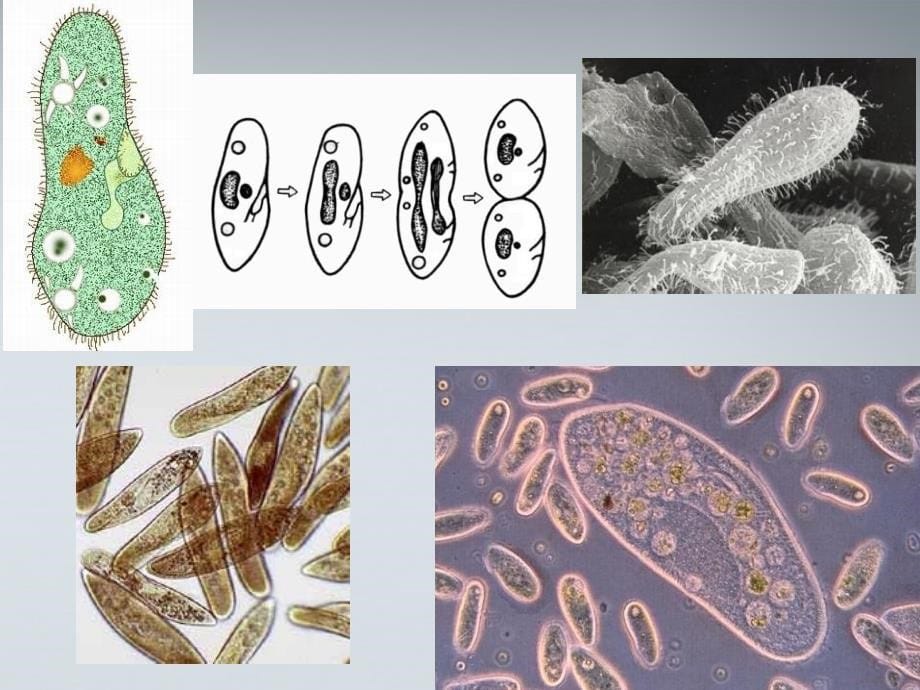 高中生物《细胞的衰老和凋亡》课件4 浙教版必修1_第5页