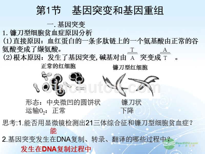 高考生物一轮复习 基因突变基因重组课件_第2页